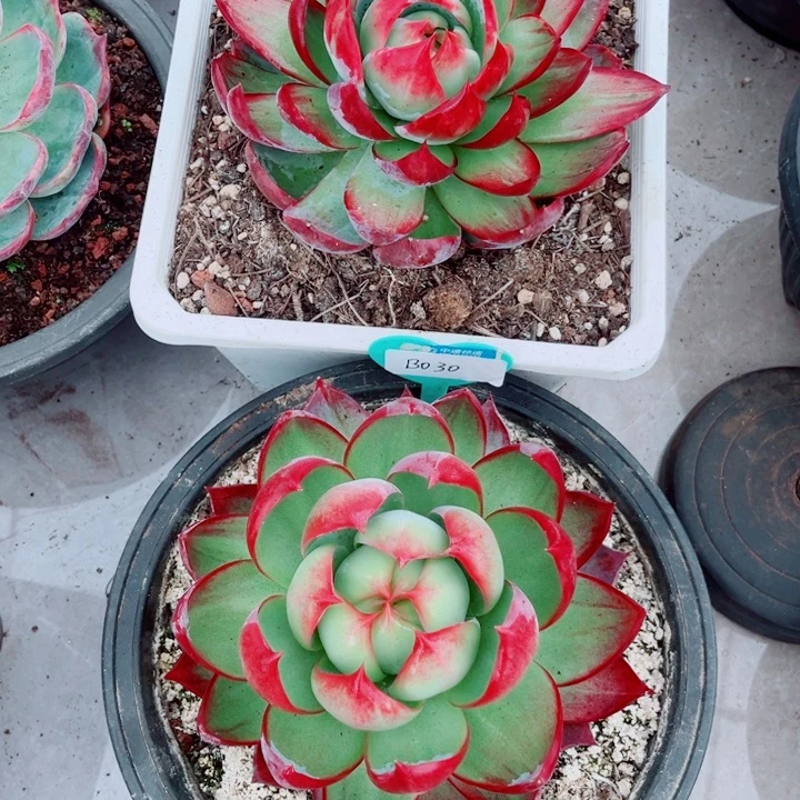 唯***一惊鸿仙子多肉植物B20.30