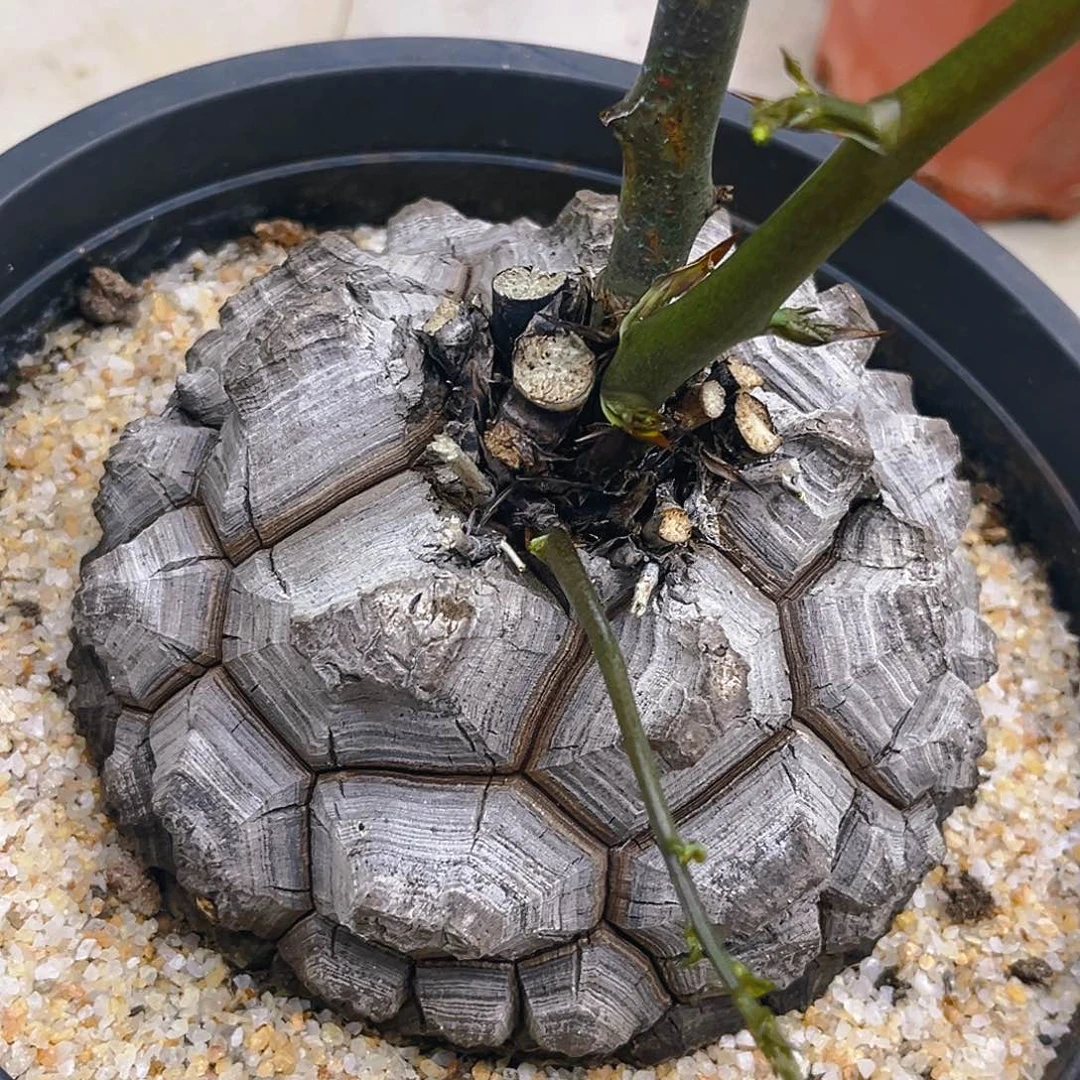 白皮大甲盆栽精品龟