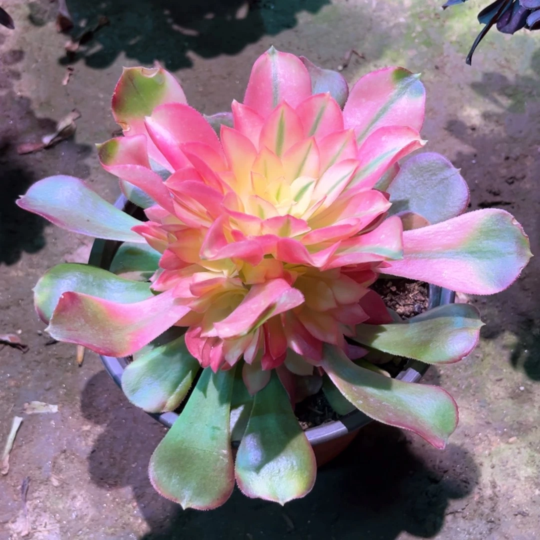 多肉植物香妃677