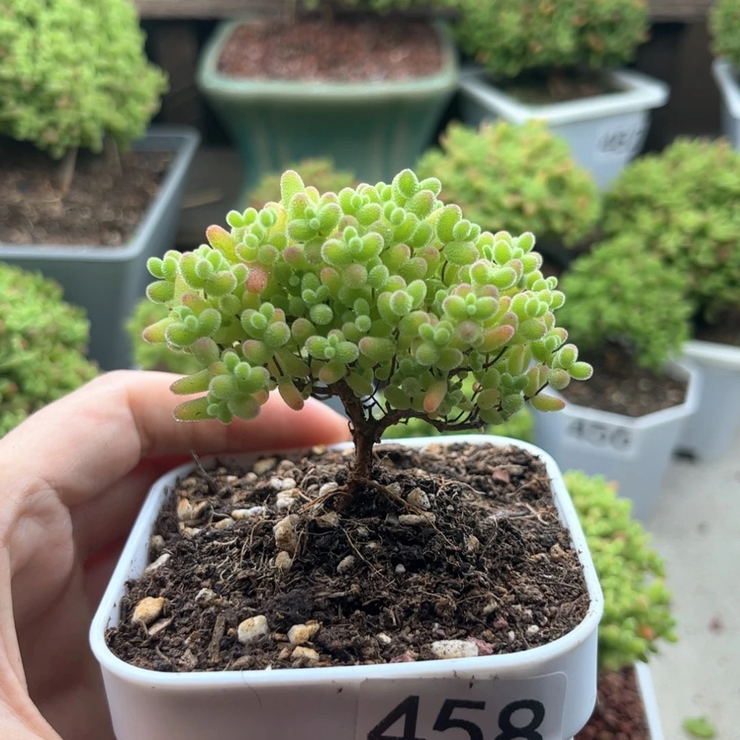 458蜜桔可爱多肉植物