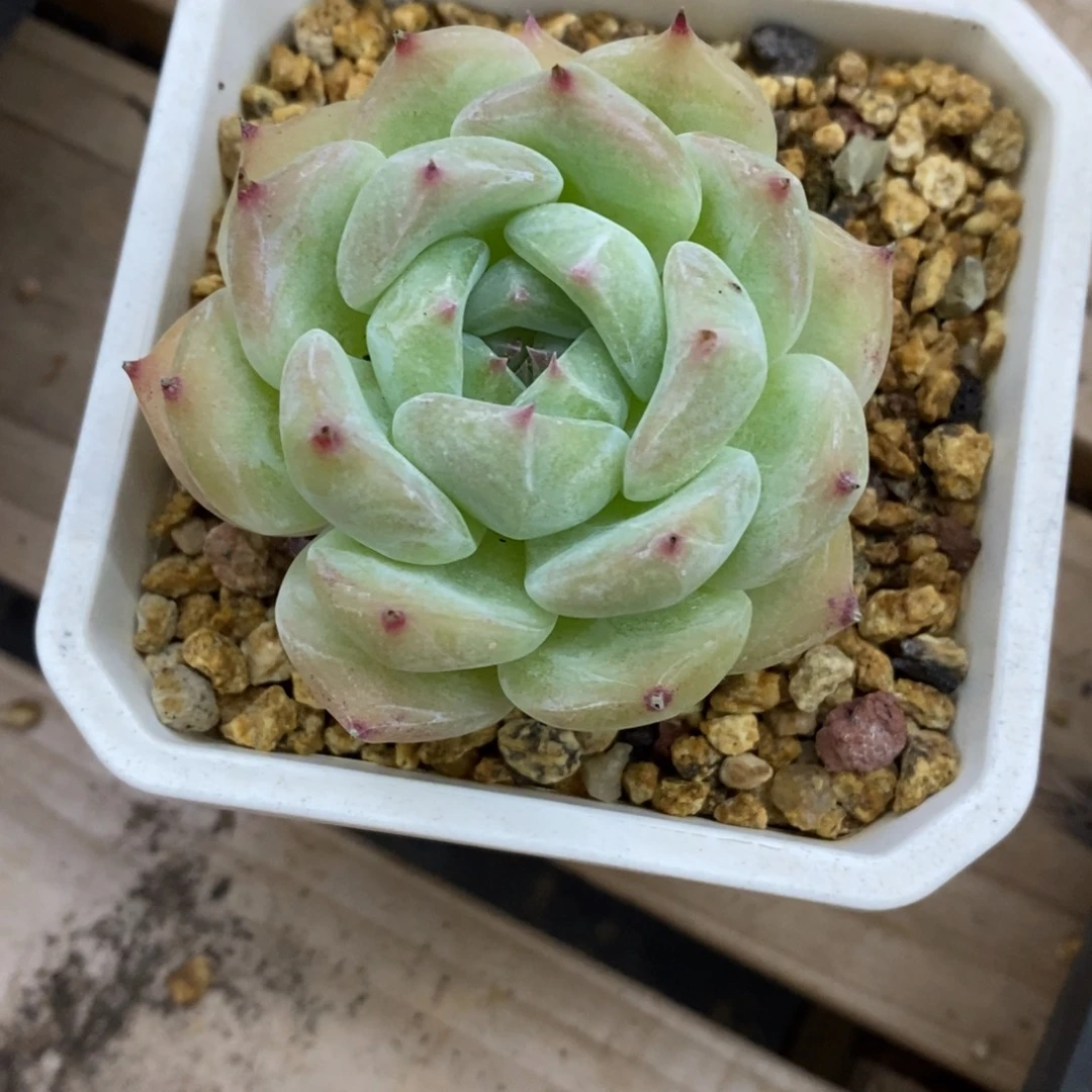 精品多肉一物一拍不包整186
