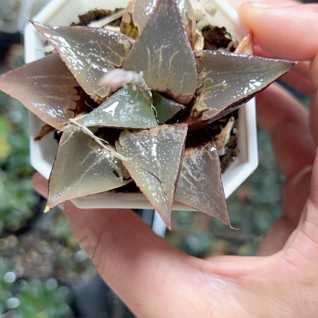 风****1850多肉植物，