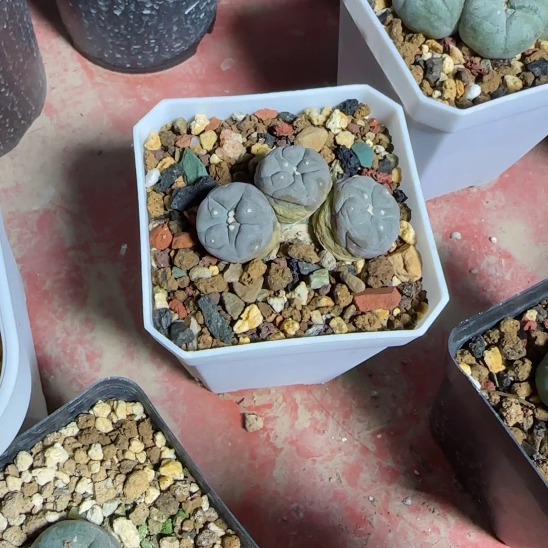 又**了实生草球多肉00000