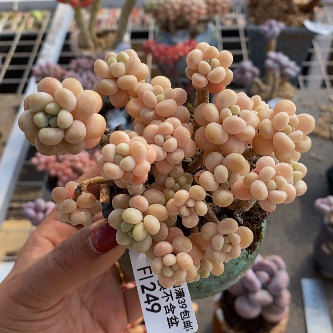 花朵鱼子酱249/9c m