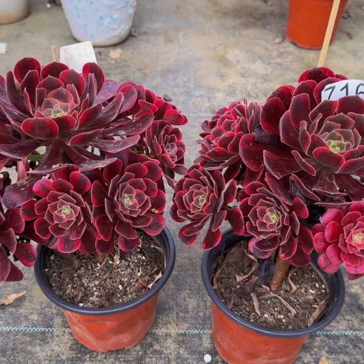 0000000518716美杜莎组合