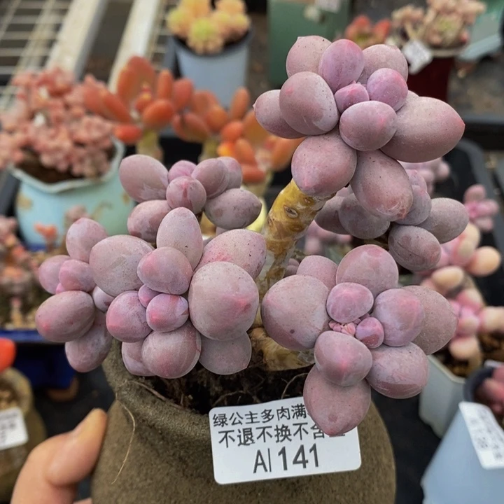 香水手指奶10cm141多肉