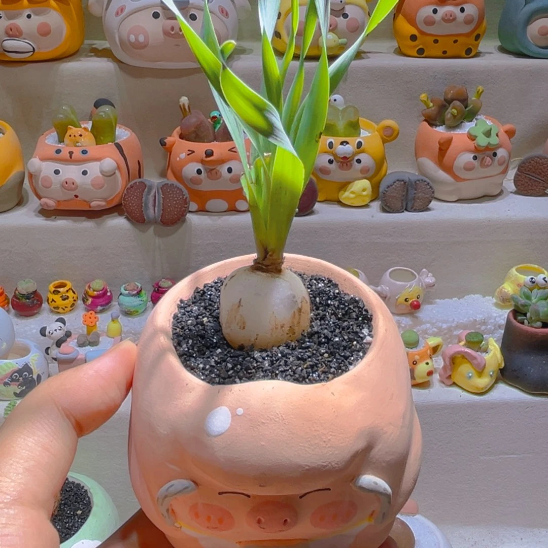 048宽叶弹簧草带盆带土手工盆