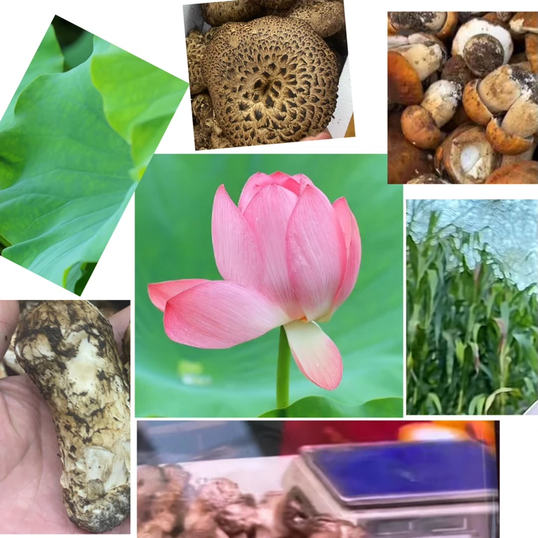 虎掌菌 大脚菇  以直播间拍到物品为准