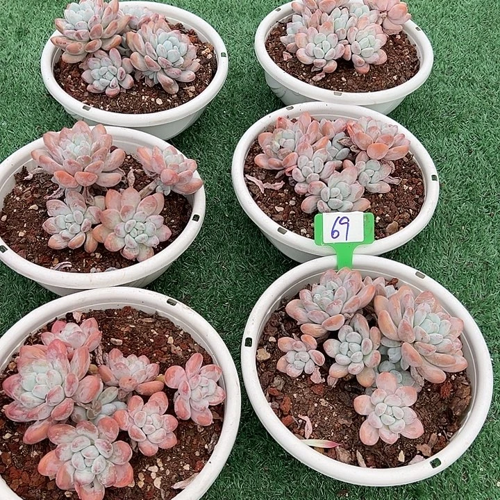 69香水一个脱土多肉