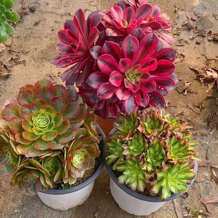 108美杜莎，奶白，韶华多肉