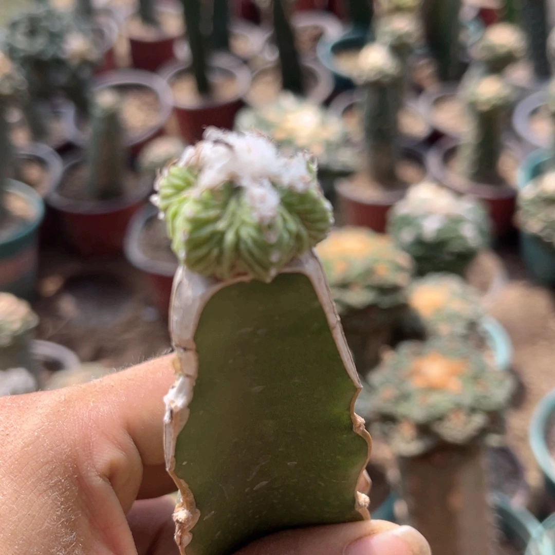 老花龙三角嫁接仙人球