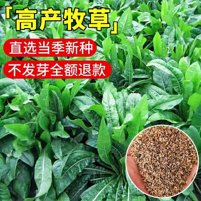 菊苣草种籽大叶多年生兔子草种猪种籽牛鱼鸡鸭鹅养殖四季牧草种子