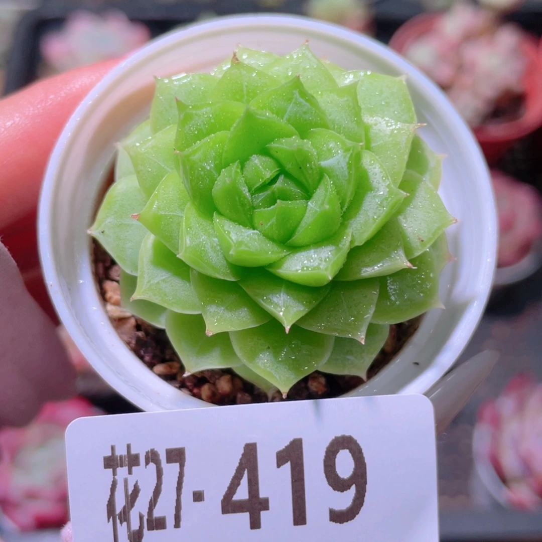 花利美27-419女王玫瑰