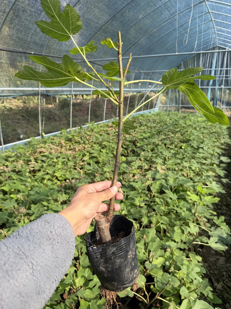 波姬红无花果树苗盆栽原盆原土南北方耐寒抗冻大果子（营养钵杯苗）