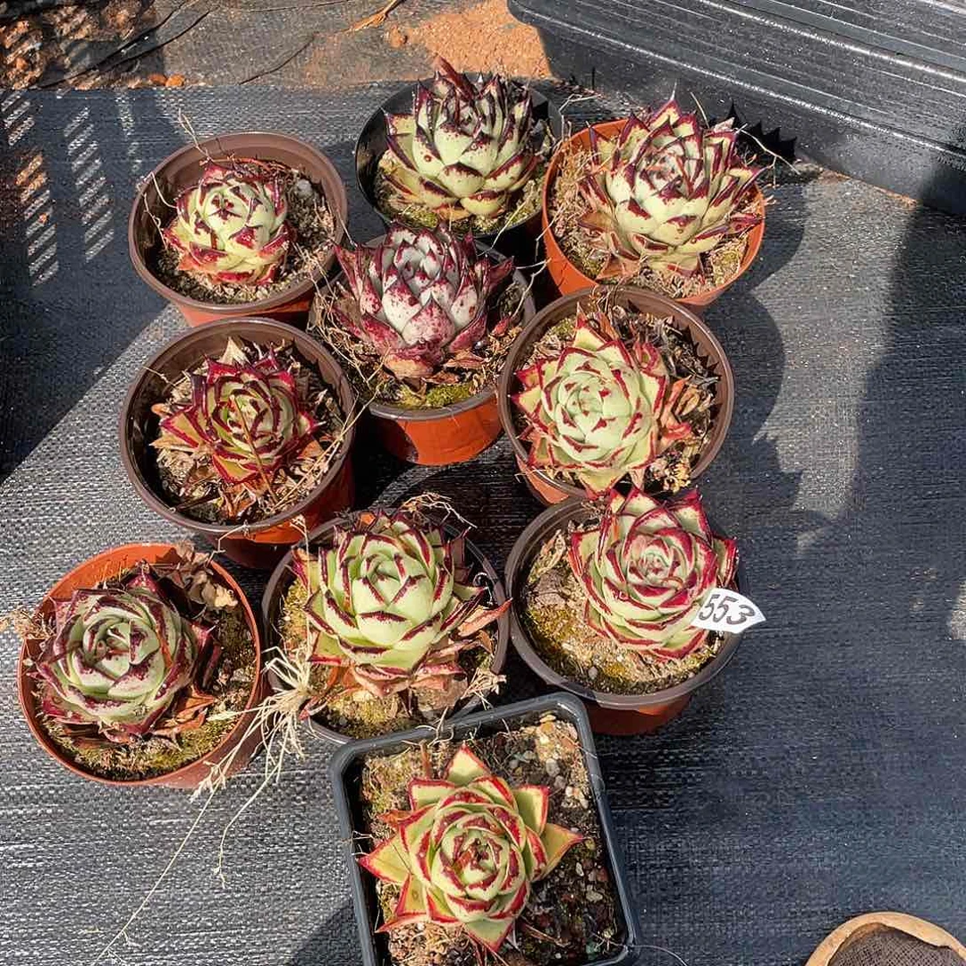 ✨**✨若如东云组拍553