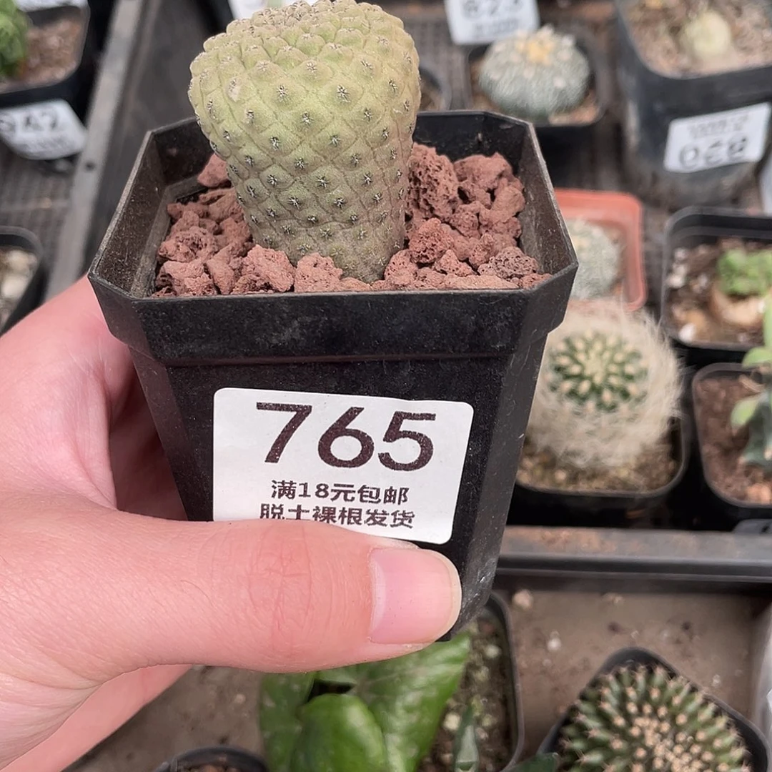 765实生蜥蜴皮（满18包邮）