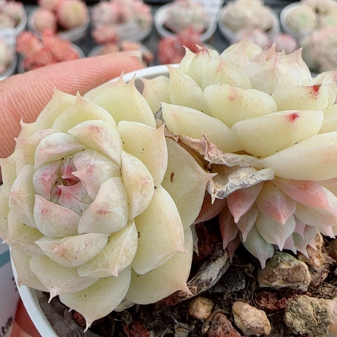 花语逸镜0326-371