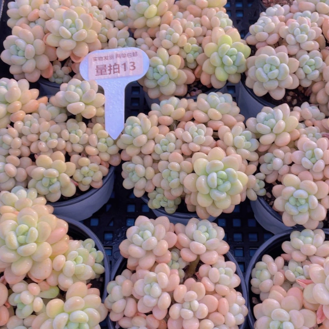 量拍13号老桩捧花洛可可大群一个