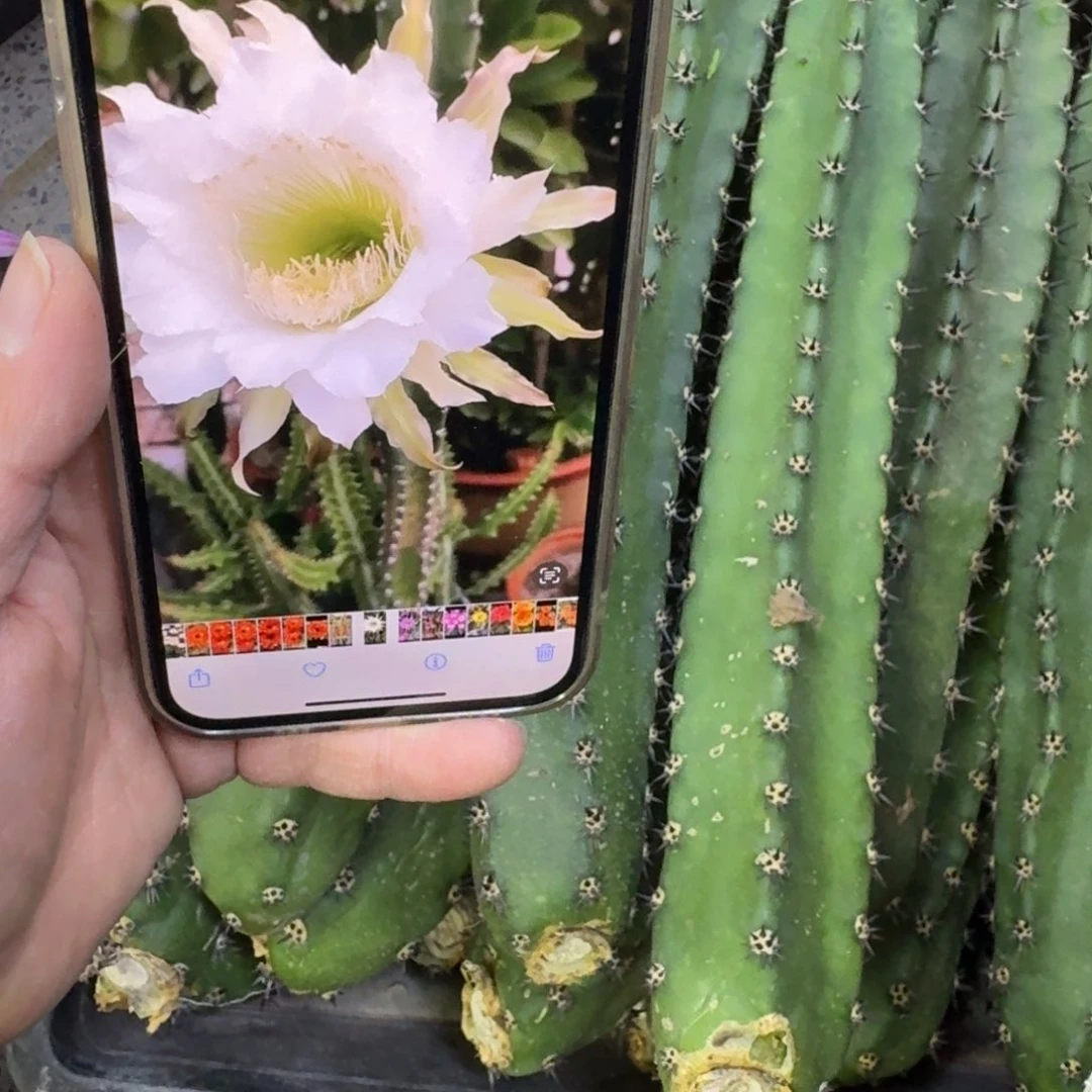 黑刺无根侧牙25公分左右斑，20包邮