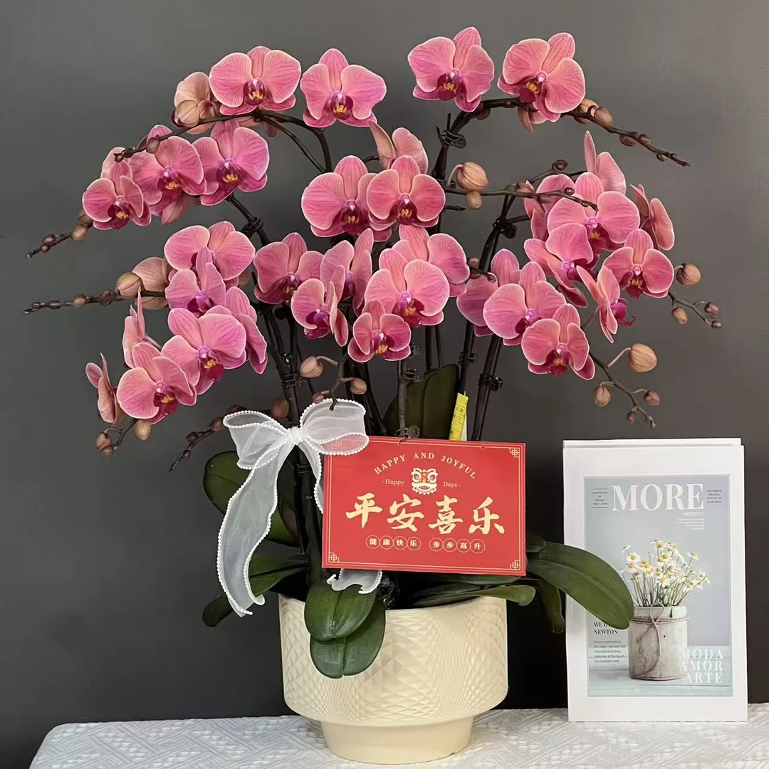 多彩优选（纳博纳）欧品橙红色高级好养蝴蝶兰鲜花室内送礼高端花卉