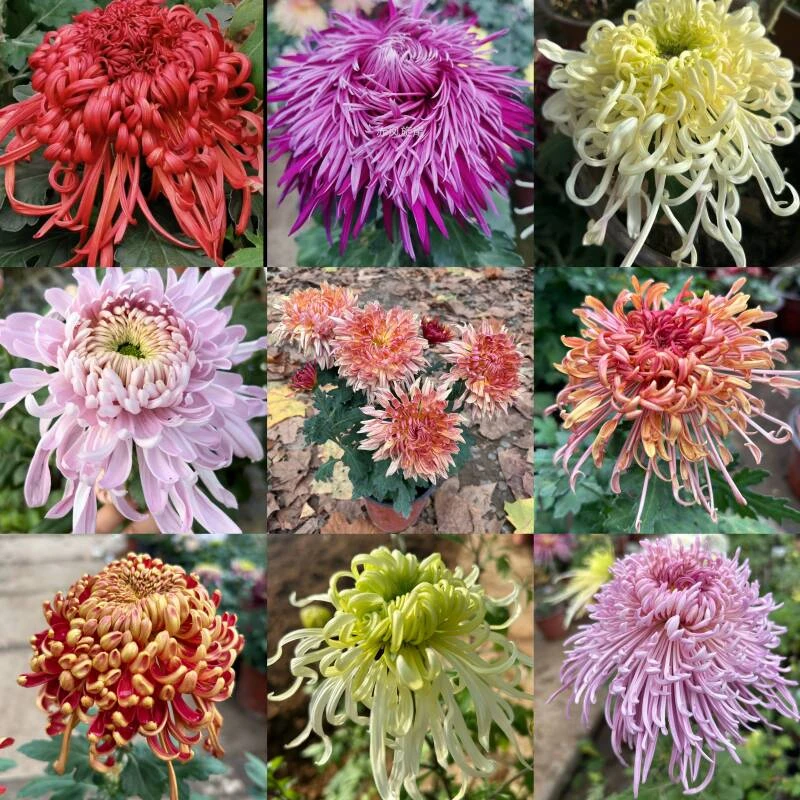 菊花小苗，9棵不同品种贴标签发货