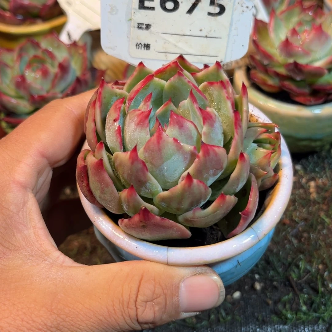 惊鸿一瞥675号多肉植物