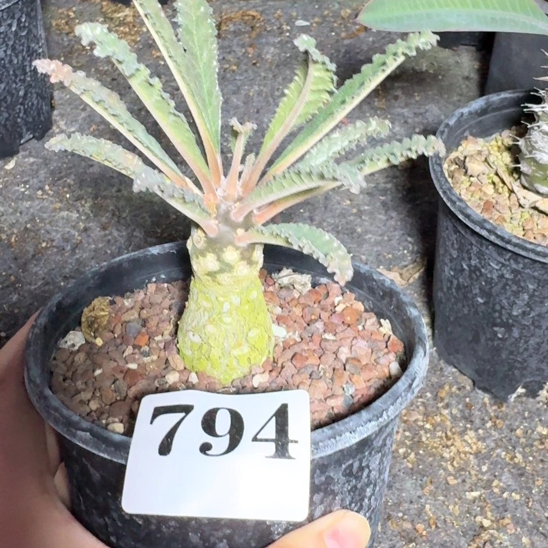 楚***.椰子硫桑一物一拍多肉植物