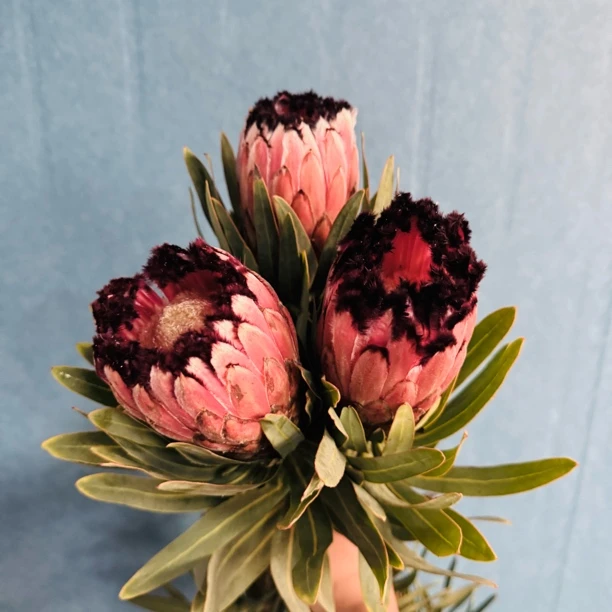 【黑美人公主】国产南非公主鲜花黑美人公主