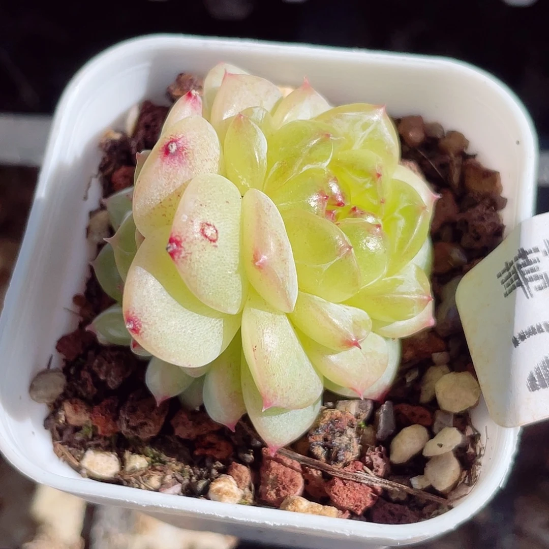 244多年的历史中有一段