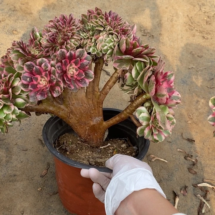 倾城缀40多肉植物法师法师