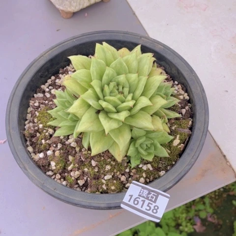 寒***弃蔷薇玛利亚多肉15158