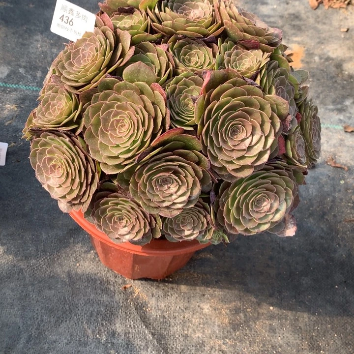 436万圣节多肉特价不售后