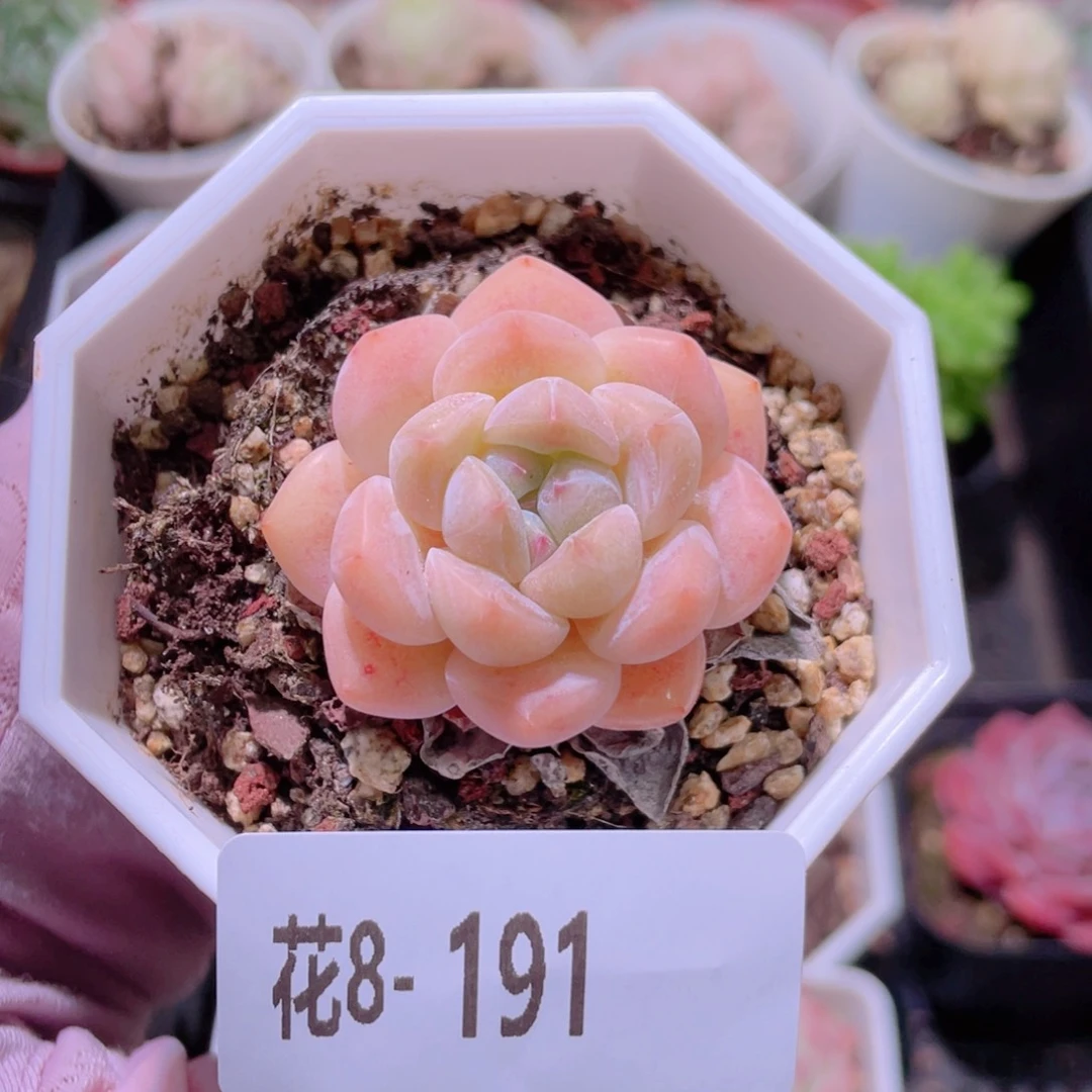 花利美8-191精选糖心