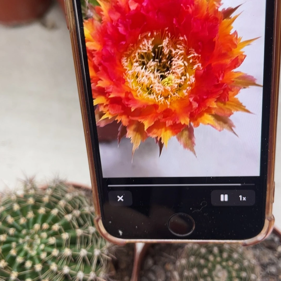 彩草橙羽毛带根4.5公分左右