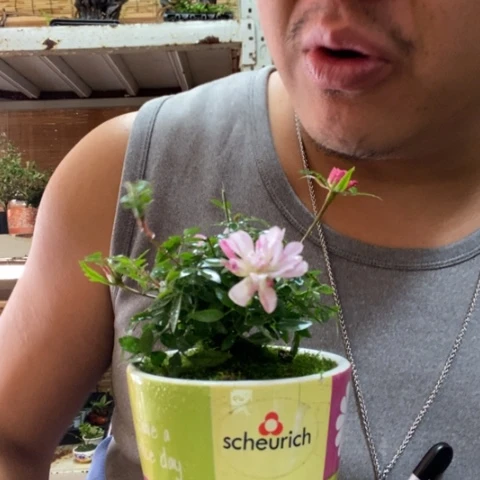 红陶大*。一物一拍所见即所得254