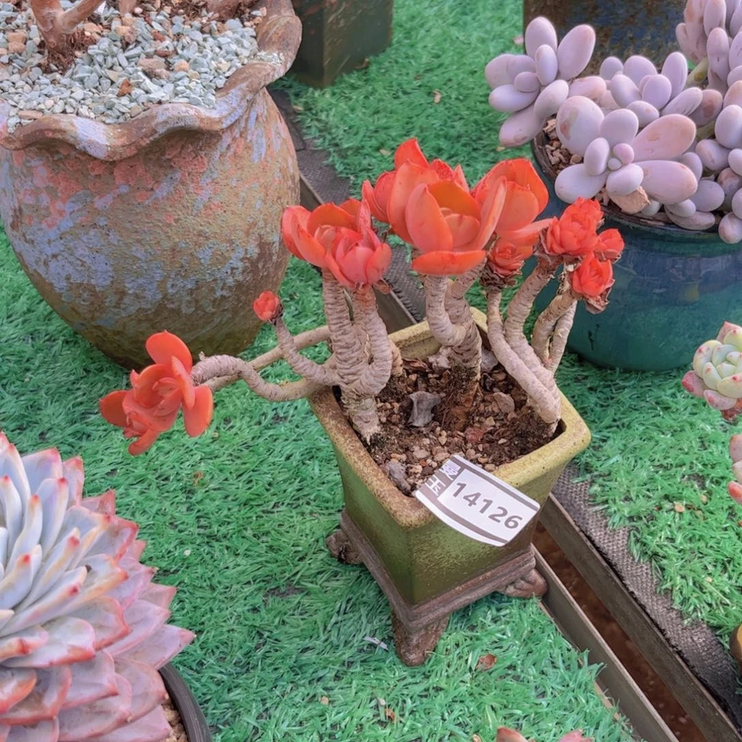 秀妍多肉植物14126
