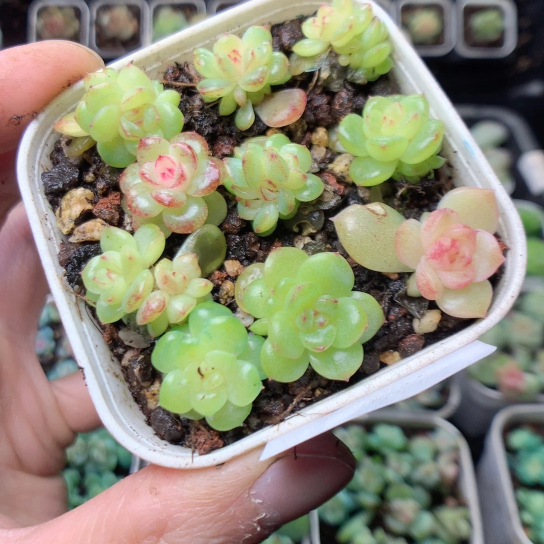 无花朵S65ytyyyyyy