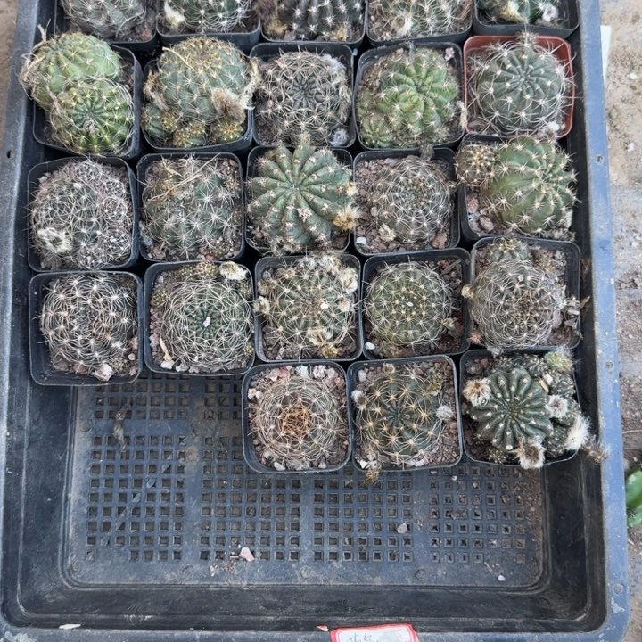 241丽花根3公分左右脱土发货软，20包邮