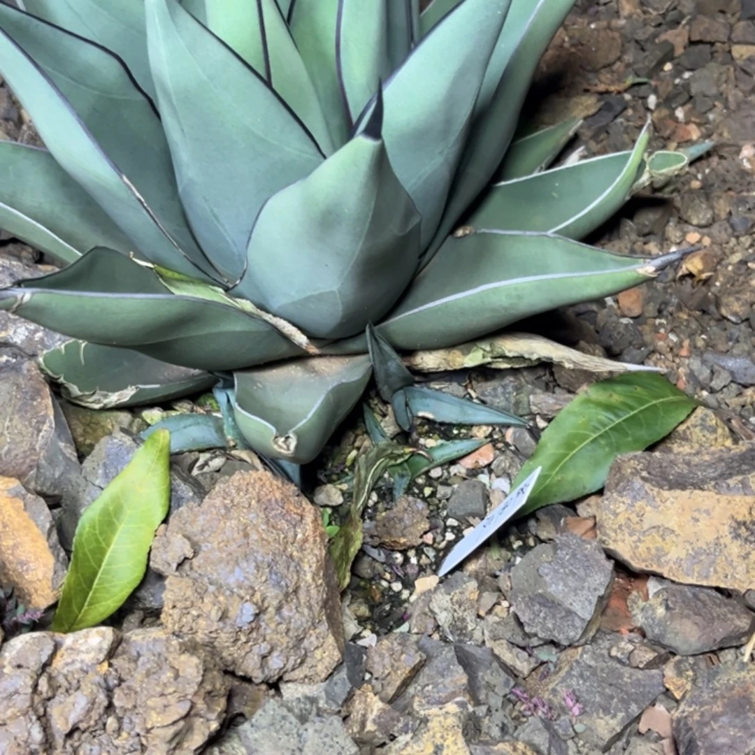 鲨鱼皮绿植盆栽芽子