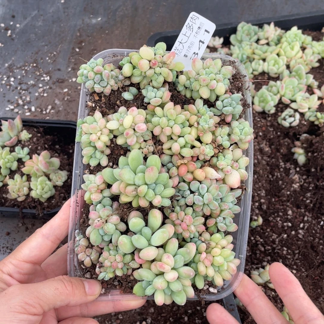 糕大上多肉植物341