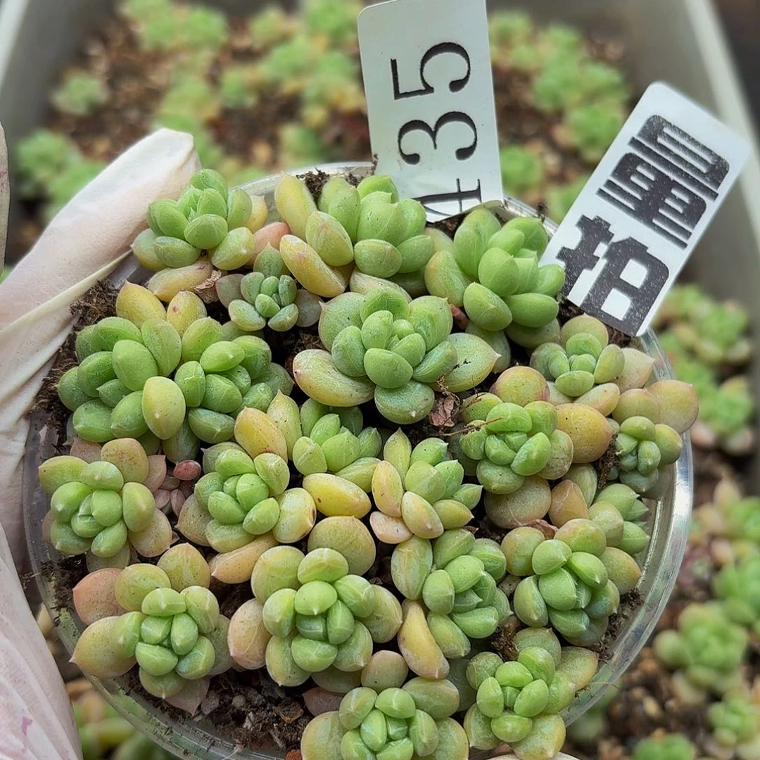 多肉植物多肉植物435量拍