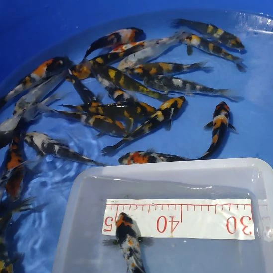 海水鱼昭和好养易活锦鲤