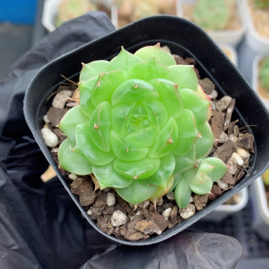 58包邮  群生不包整麦秆优选45