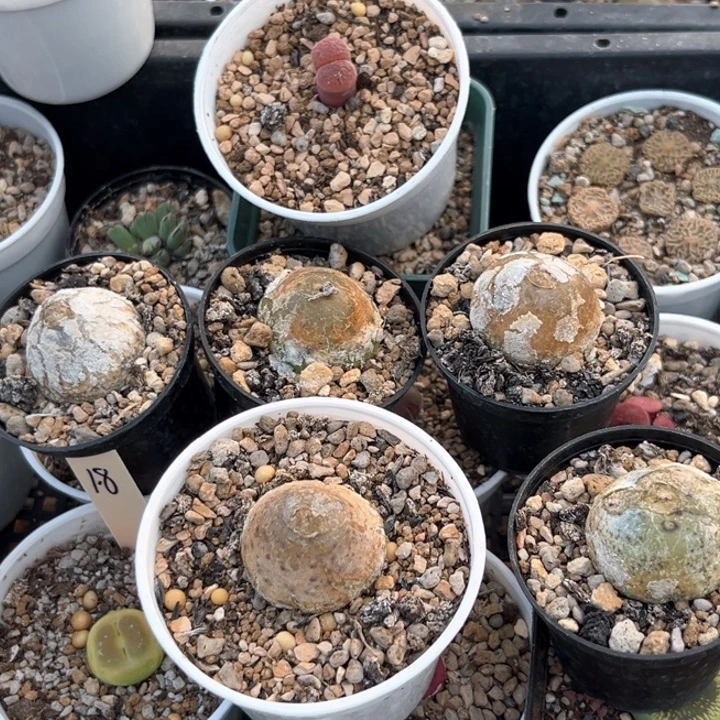 初***心5颗灯泡精品112号