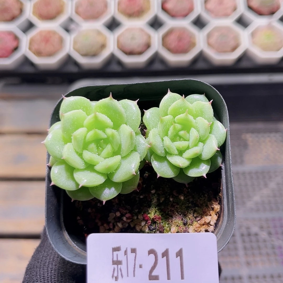 乐然17-211 麦秆双头