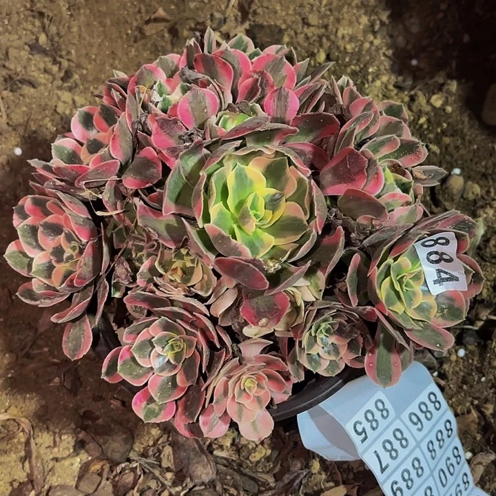 884妖月多肉植物不售后