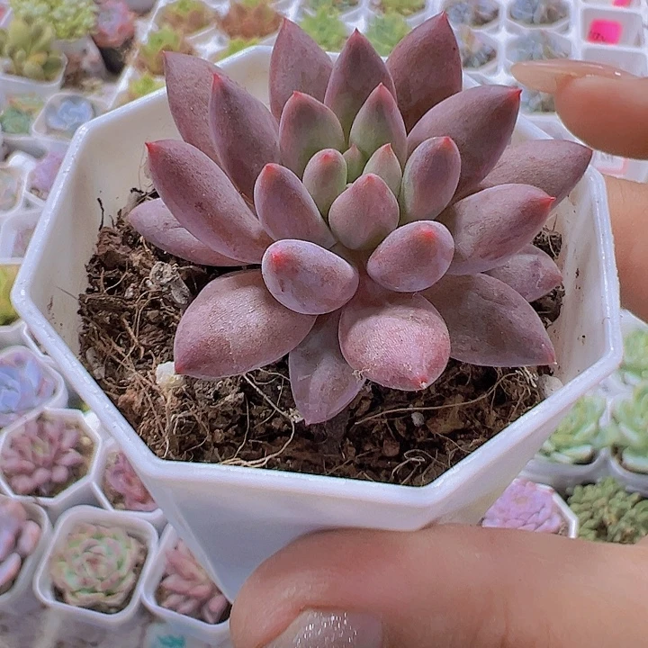 水晶球19包邮多肉植物