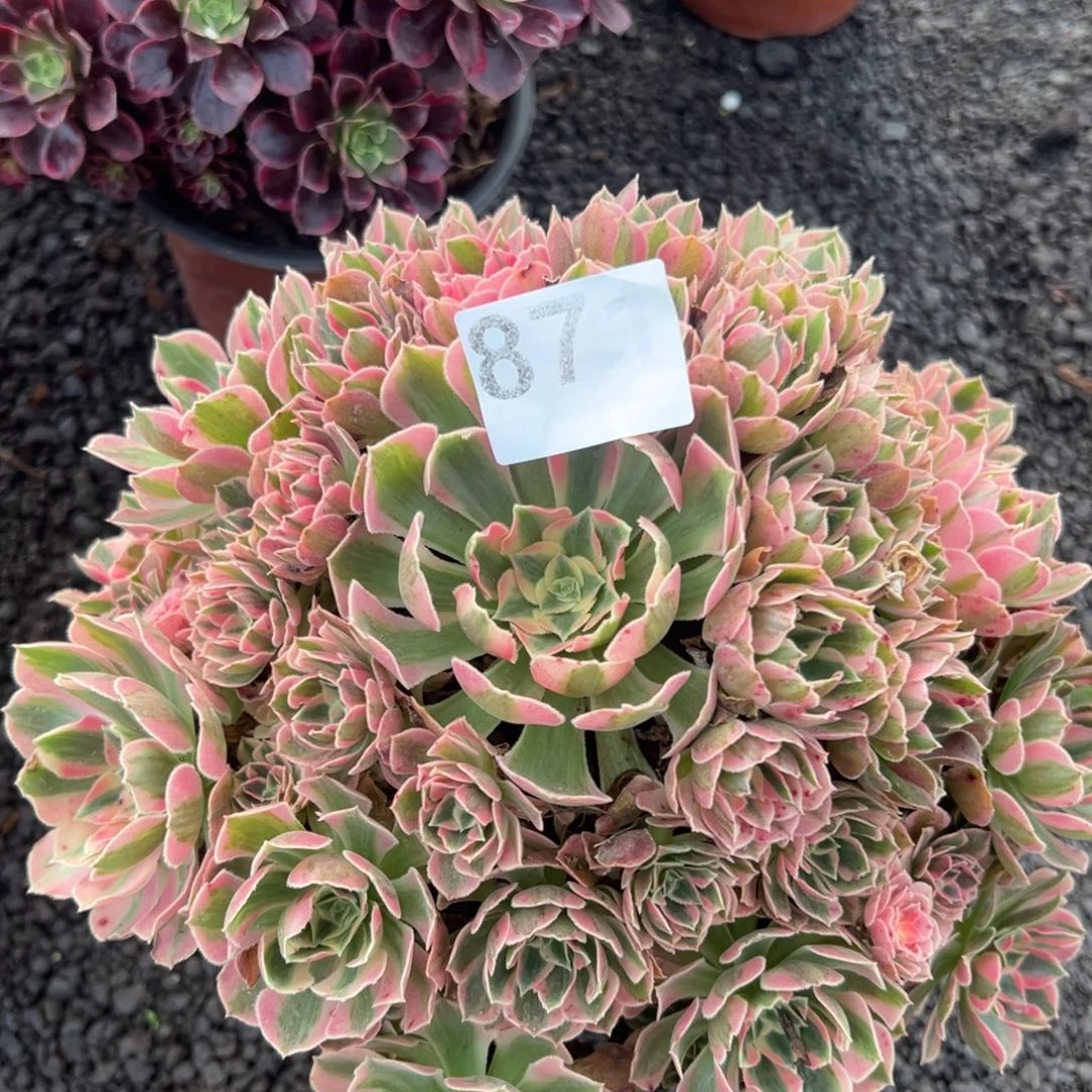 我是真的很喜欢这个