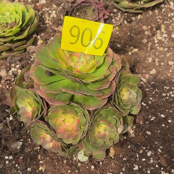 多肉植物福利906个