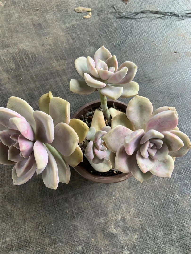 紫乐多肉植物好养好活适合新手阳台庭院必备绿植